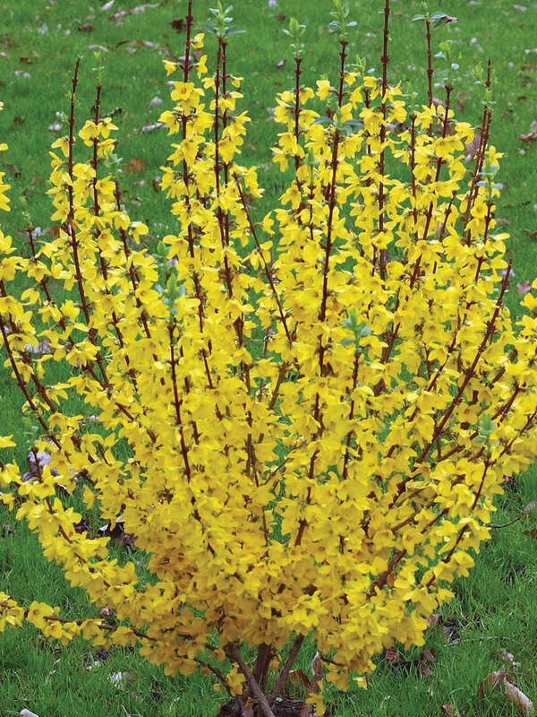 Forsythia Show Off