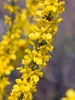 Forsythia Show Off