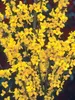 Forsythia Show Off