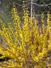 Forsythia Show Off