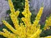 Forsythia Show Off