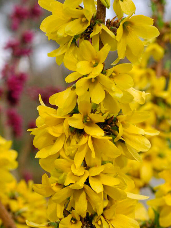 Forsythia Show Off Starlet