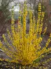 Forsythia Show Off Starlet