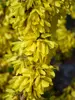 Forsythia Show Off Starlet
