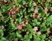 Fragaria Lipstick