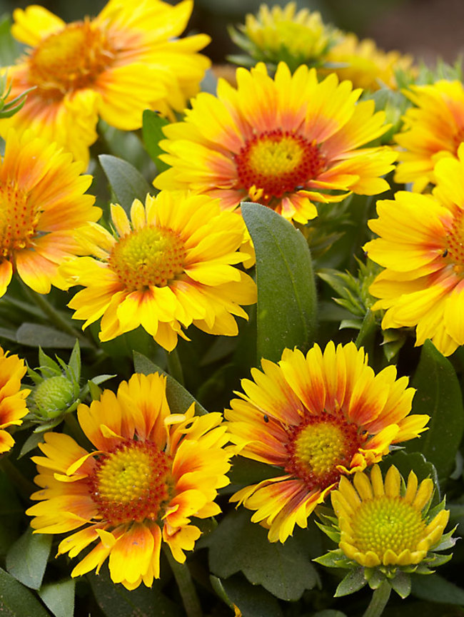 Gaillardia Arizona Apricot Bluestone Perennials