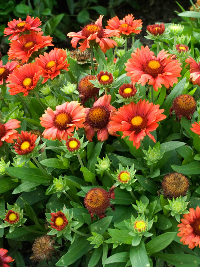 Gaillardia Arizona-Red-Shades