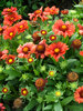 Gaillardia Arizona-Red-Shades