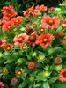 Gaillardia Arizona-Red-Shades