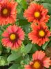 Gaillardia Arizona-Red-Shades