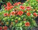 Gaillardia Arizona-Red-Shades