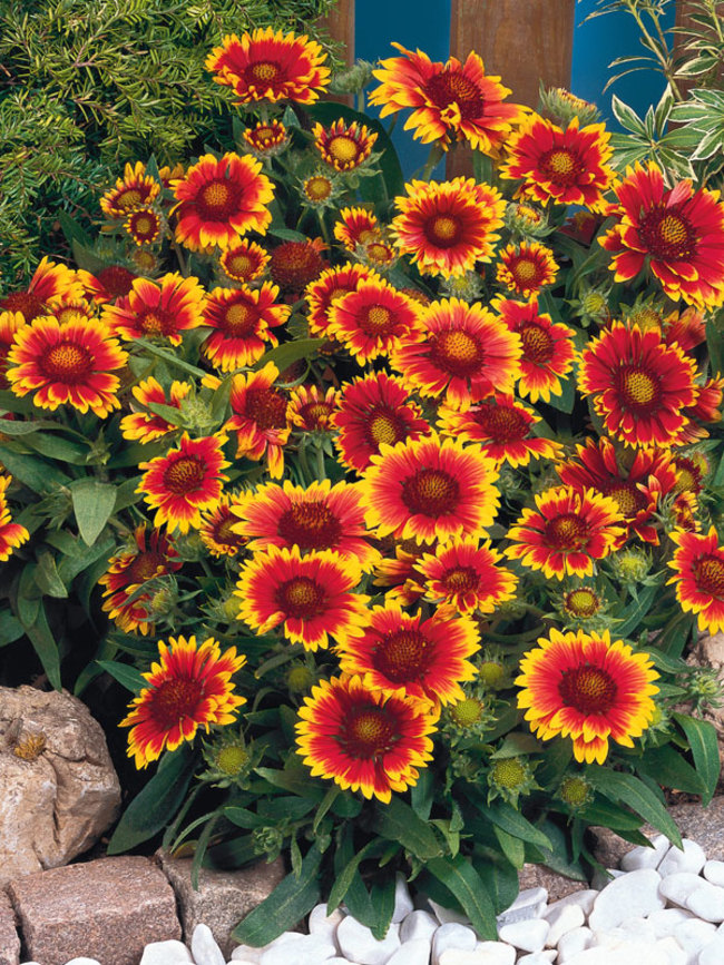 Gaillardia Arizona-Sun