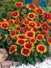 Gaillardia Arizona-Sun