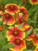 Gaillardia Arizona-Sun