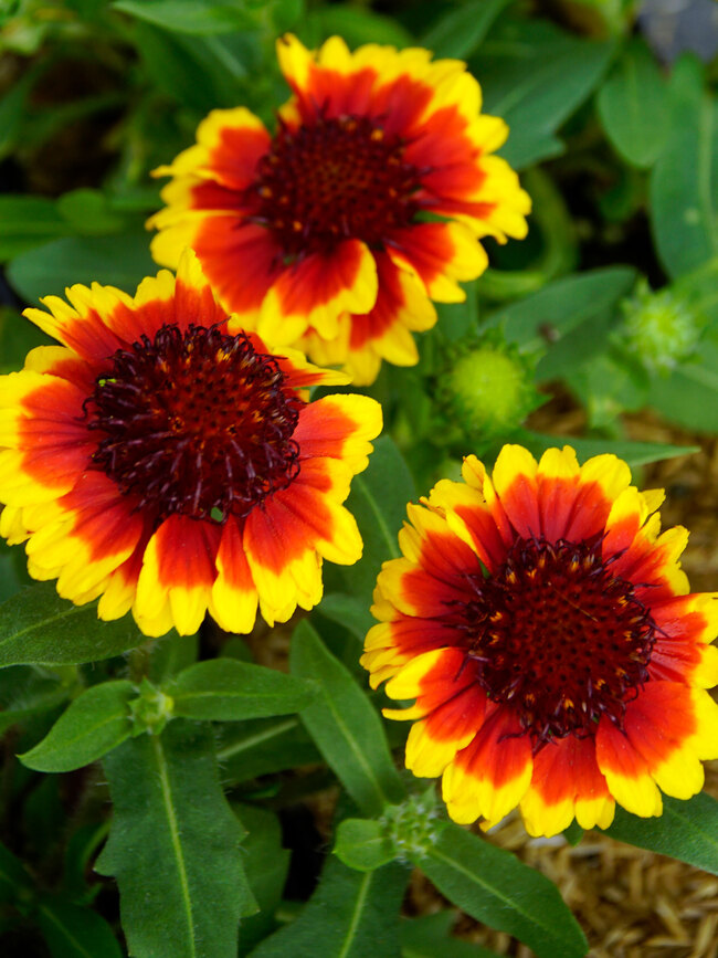 Gaillardia Barbican Yellow Red Ring Bluestone Perennials