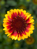 Gaillardia Barbican Yellow Red Ring