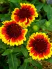 Gaillardia Barbican Yellow Red Ring