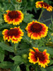 Gaillardia Barbican Yellow Red Ring