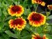 Gaillardia Barbican Yellow Red Ring