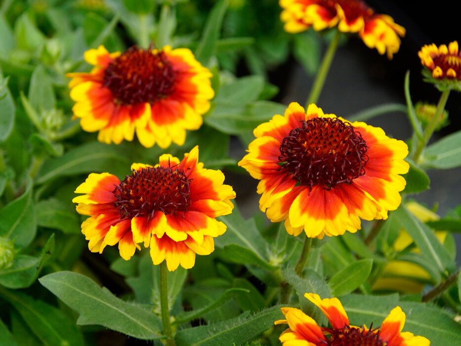 Gaillardia Barbican Yellow Red Ring Bluestone Perennials