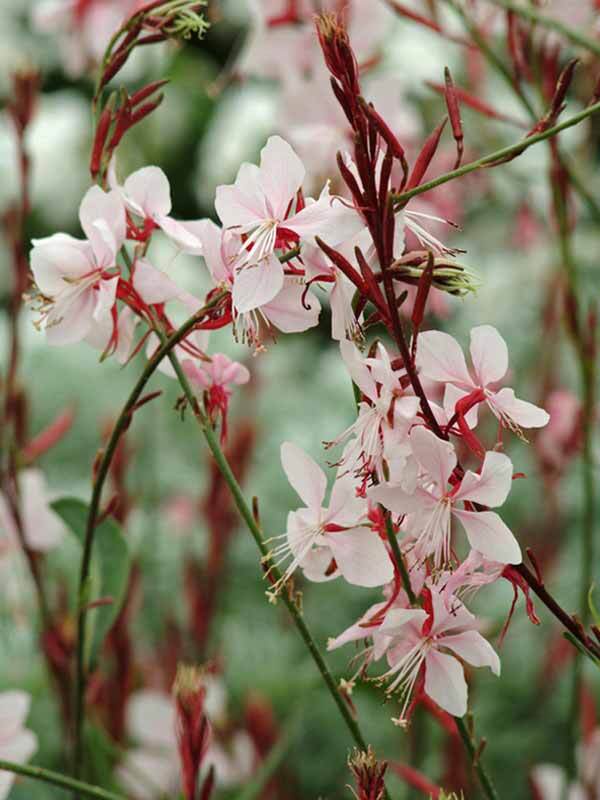 Gaura Ballerina Blush