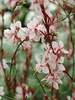 Gaura Ballerina Blush