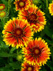 Gaillardia Copper Sun