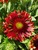 Gaillardia Fanfare Blaze