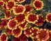 Gaillardia Goblin