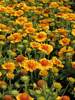 Gaillardia Gallo Peach