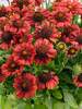 Gaillardia Gallo Bright Red