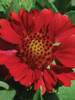 Gaillardia Gallo Bright Red