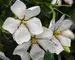 Gardenia Grifs Select