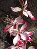 Gaura Little Janie