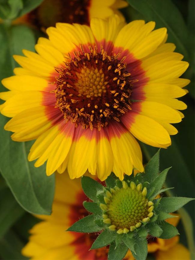 Gaillardia Mesa Bright Bicolor