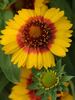 Gaillardia Mesa Bright Bicolor