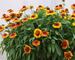 Gaillardia Mesa Bright Bicolor