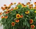 Gaillardia Mesa Bright Bicolor