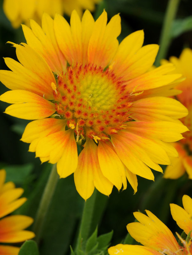 Gaillardia Mesa Peach