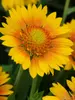 Gaillardia Mesa Peach