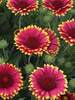 Gaillardia Sunset Popsy