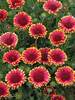 Gaillardia Sunset Popsy