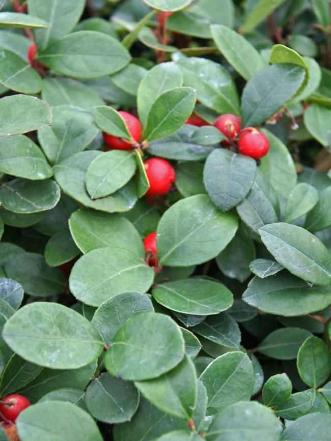 Gaultheria Procumbens