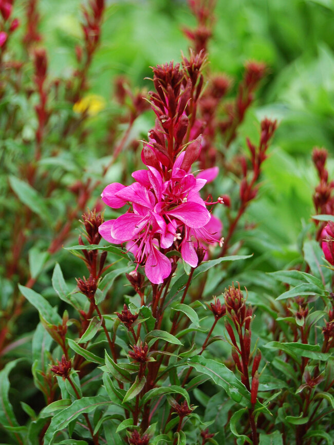 Gaura Gaudi Red