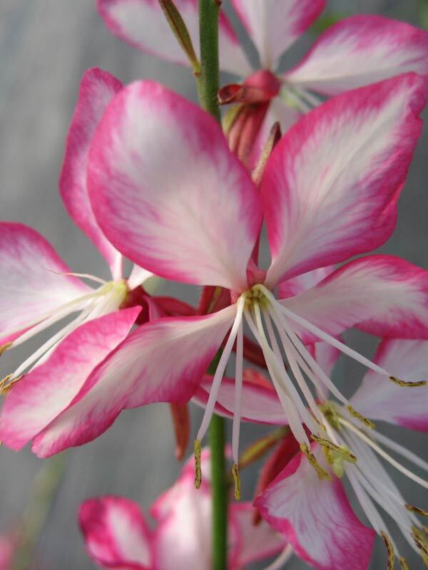 Gaura Rosyjane