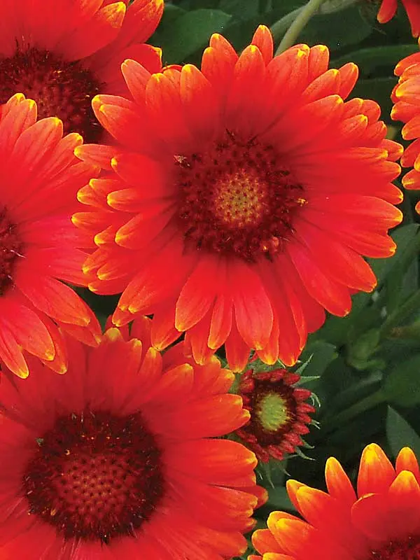 Gaillardia Red Sun