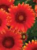 Gaillardia Red Sun