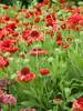 Gaillardia Red Sun