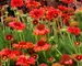 Gaillardia Red Sun