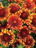 Gaillardia Sun Devil